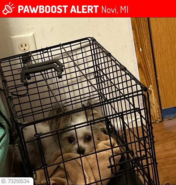 Lost Male Dog last seen Rousseau Dr and Montmorency Dr, Novi, MI 48377