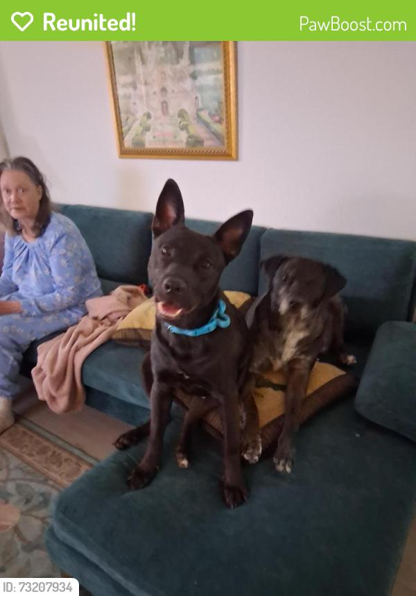 Reunited Female Dog last seen Christine mexican restaurant at hwy 80, Forney, TX 75126