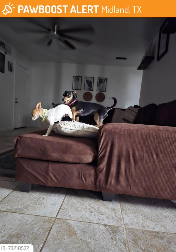 Found/Stray Male Dog last seen Dewberry, Midland, TX 79703