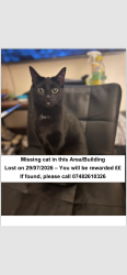 Lost Female Cat last seen SE1 1PP elephant and castle, Greater London, England SE1 6PP