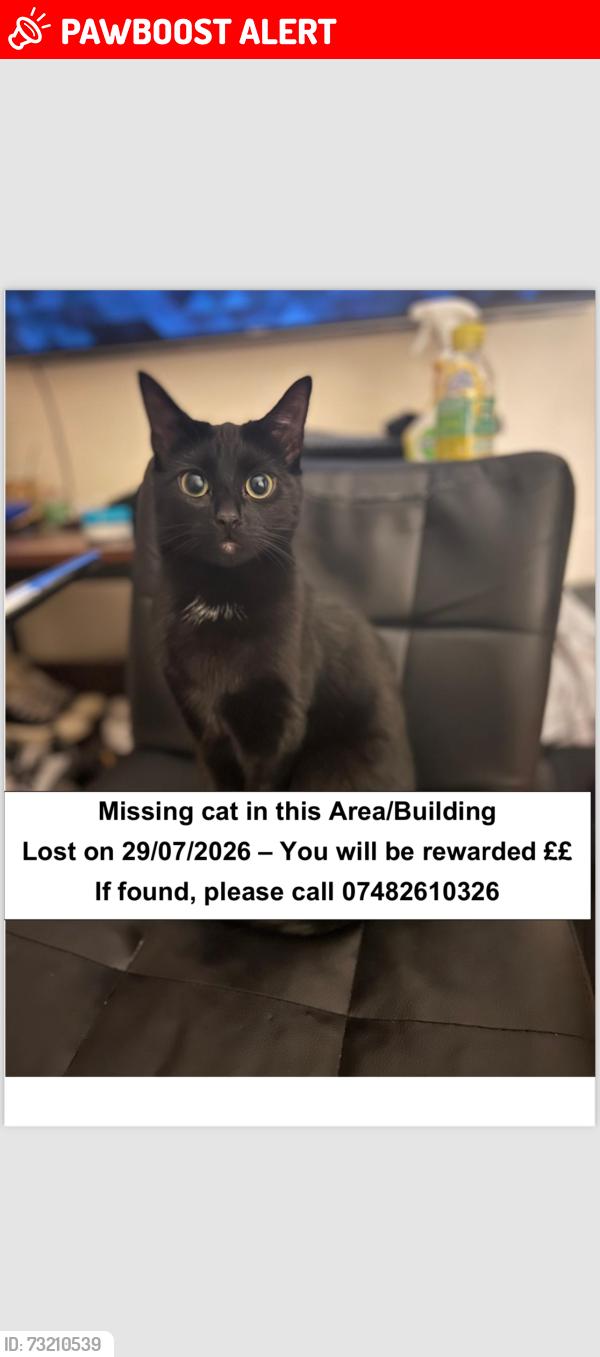 Lost Female Cat last seen SE1 1PP elephant and castle, Greater London, England SE1 6PP
