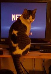 Reunited Male Cat last seen MacArthur Dr, Warwick, RI 02889