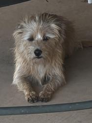 Found/Stray Male Dog last seen Paris and Clemson St, Lubbock, TX 79415