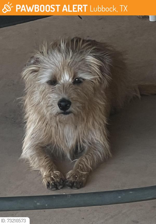 Found/Stray Male Dog last seen Paris and Clemson St, Lubbock, TX 79415