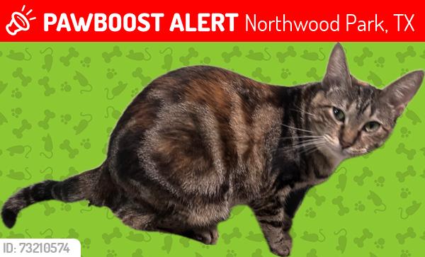 Lost Female Cat last seen Roseville drive, Northwood Park, TX 77388