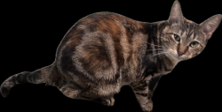 Lost Female Cat last seen Roseville drive, Northwood Park, TX 77388