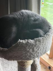 Reunited Male Cat last seen Ely street, Walker, IA 52352
