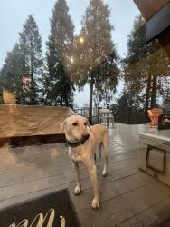 Lost Female Dog last seen Near South Off Ramp, Fremont, CA 94539