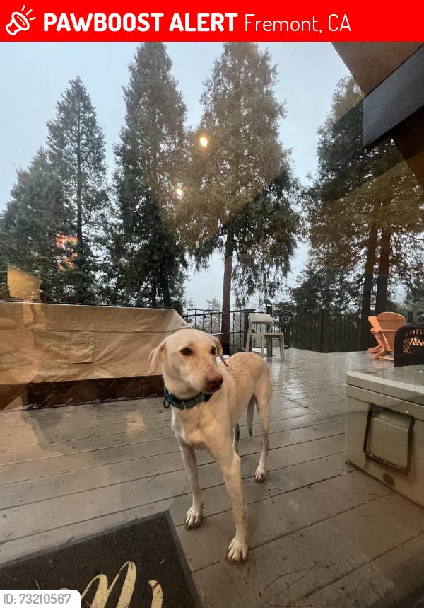 Lost Female Dog last seen Near South Off Ramp, Fremont, CA 94539