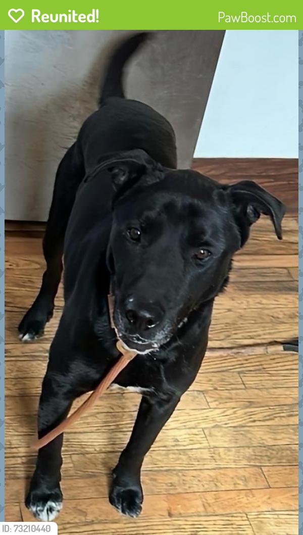 Reunited Female Dog last seen Near Ideal St, Milan, MI, Milan, MI 48160