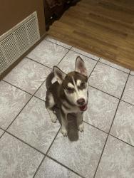 Reunited Male Dog last seen Cynthia and Irvington, San Bernardino, CA 92407