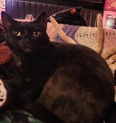 Reunited Female Cat last seen Capital blvd, Olympia, WA 98501