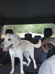 Found/Stray Female Dog last seen Clark’s Forks and Filbin Creek, Raleigh, NC 27616