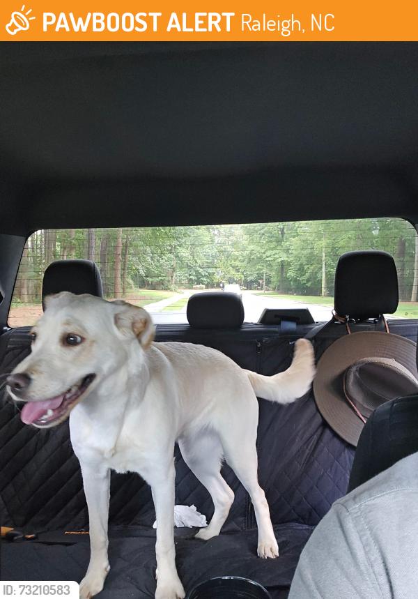 Found/Stray Female Dog last seen Clark’s Forks and Filbin Creek, Raleigh, NC 27616