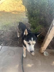 Found/Stray Unknown Dog last seen North Quaker, Lubbock, TX 79415