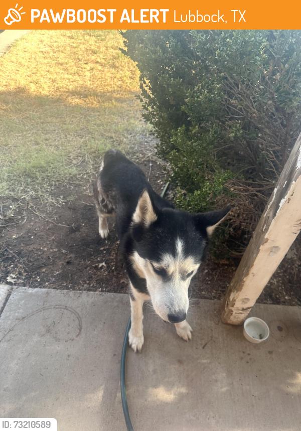 Found/Stray Unknown Dog last seen North Quaker, Lubbock, TX 79415