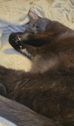 Reunited Male Cat last seen Birchmount and Danforth Rd, Toronto, ON 
