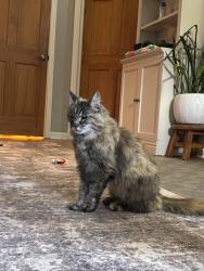 Found/Stray Female Cat last seen Pratt Rd & Herd Rd Metamora/Hadley area, Lapeer County, MI 48446