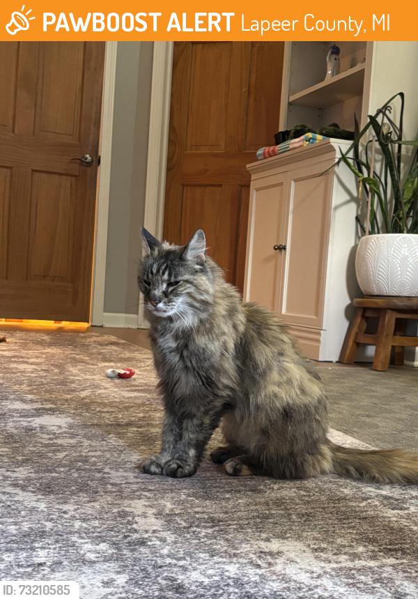 Found/Stray Female Cat last seen Pratt Rd & Herd Rd Metamora/Hadley area, Lapeer County, MI 48446