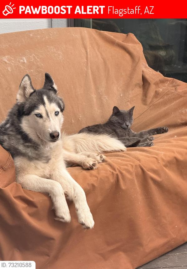 Lost Male Cat last seen University Heights, Flagstaff, AZ 86005