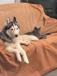 Lost Male Cat last seen University Heights, Flagstaff, AZ 86005