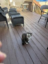 Found/Stray Unknown Cat last seen Witmer and David, North Tonawanda, NY 14120