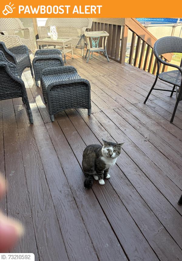 Found/Stray Unknown Cat last seen Witmer and David, North Tonawanda, NY 14120