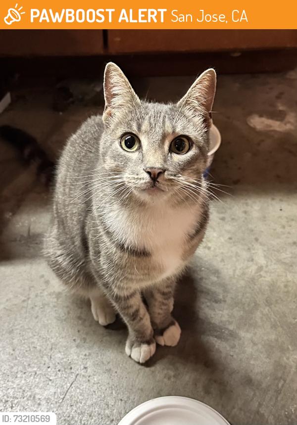 Found/Stray Unknown Cat last seen Richland Ave & Foxworthy Ave 95125, San Jose, CA 95125