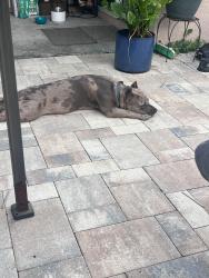 Found/Stray Female Dog last seen Nexus, Spring Hill, FL 34609