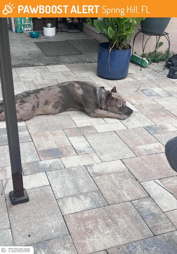 Found/Stray Female Dog last seen Nexus, Spring Hill, FL 34609