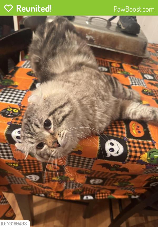 Reunited Male Cat last seen Near SE Giese Rd, Gresham, OR 97080, USA, Gresham, OR 97080