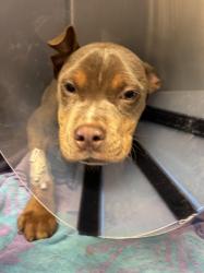 Shelter Stray Male Dog last seen Near Northlake Cir. Atlanta Georgia 30345, 30345, GA, 3280 Chamblee Dunwoody Rd, Chamblee, GA 30341, USA