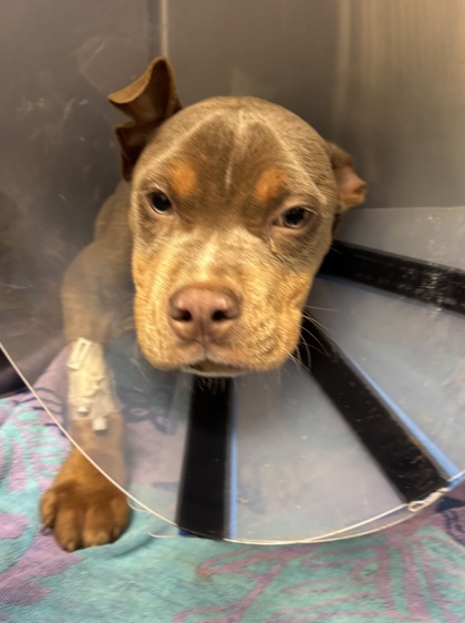 Shelter Stray Male Dog last seen Near Northlake Cir. Atlanta Georgia 30345, 30345, GA, 3280 Chamblee Dunwoody Rd, Chamblee, GA 30341, USA