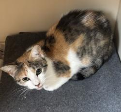 Shelter Stray Female Cat last seen Near Velma Ct Ellenwood Georgia 30294, 30294, GA, 3280 Chamblee Dunwoody Rd, Chamblee, GA 30341, USA