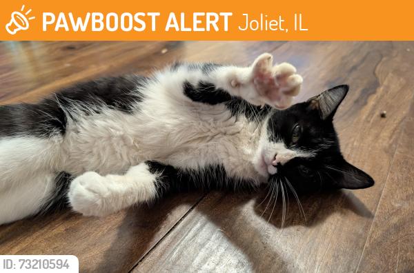 Found/Stray Unknown Cat last seen Sherman st Joliet Illinois, Joliet, IL 60433