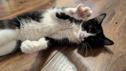 Found/Stray Unknown Cat last seen Sherman st Joliet Illinois, Joliet, IL 60433