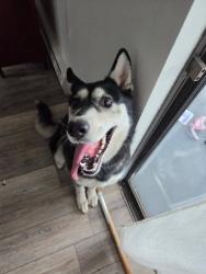 Found/Stray Female Dog last seen Emerson and Alameda, Fircrest, WA 98466