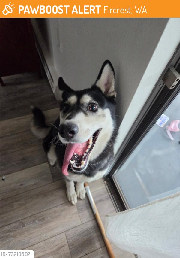 Found/Stray Female Dog last seen Emerson and Alameda, Fircrest, WA 98466