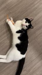 Lost Male Cat last seen Park west green drive, Harris County, TX 77493