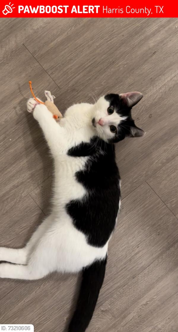 Lost Male Cat last seen Park west green drive, Harris County, TX 77493