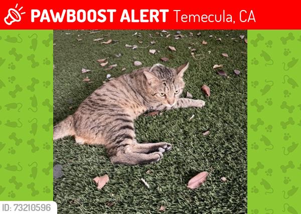 Lost Male Cat last seen Wolf Creek Dr, Temecula, CA 92592
