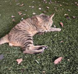 Lost Male Cat last seen Wolf Creek Dr, Temecula, CA 92592