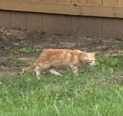Found/Stray Unknown Cat last seen Greensboro Day School area, Greensboro, NC 27455