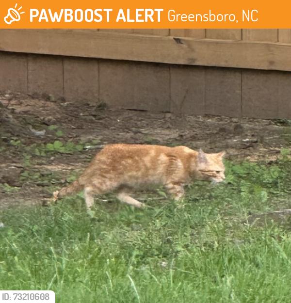 Found/Stray Unknown Cat last seen Greensboro Day School area, Greensboro, NC 27455