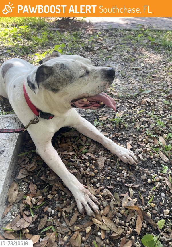 Found/Stray Male Dog last seen Southchase Orlando 32837, Southchase, FL 32824