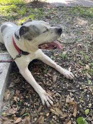 Found/Stray Male Dog last seen Southchase Orlando 32837, Southchase, FL 32824