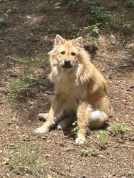 Lost Female Dog last seen Near meloy Dr, Columbus, GA 31903