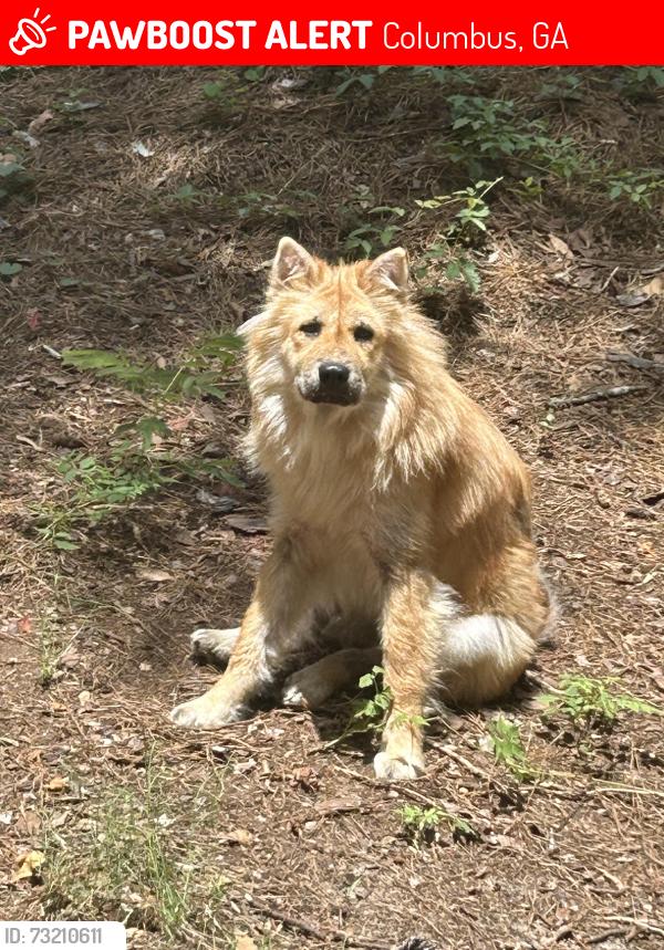 Lost Female Dog last seen Near meloy Dr, Columbus, GA 31903