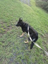 Reunited Female Dog last seen Checkers grill and gas station, Madison, NC 27025