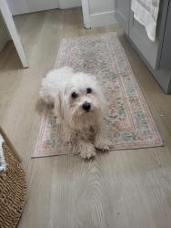 Lost Male Dog last seen S Azusa Ave and E Aroma Dr, Lancaster, CA 93534